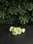 Kratom Gummies