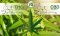 THC vs. CBD: Porovnání a Rozdíly