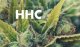 Porozumění HHC (Hexahydrokanabinolu): Vše co potřebujete vědět o HHC